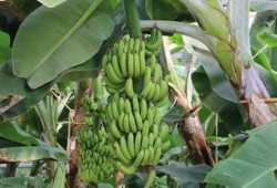 大香蕉在线 国产