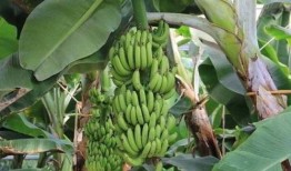 大香蕉在线 国产